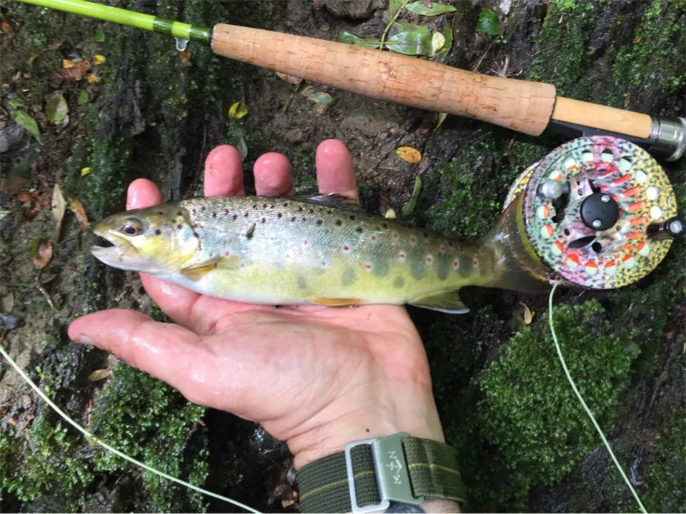 Maximumcatch 2/3WT Fly Rod and Reel Combo – 6.5FT to 7.5FT Medium-Fast Action